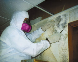 mold-inspector-namp-certification