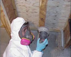 mold-remediation