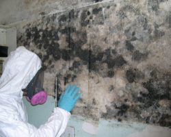 mold-inspector-namp-certification